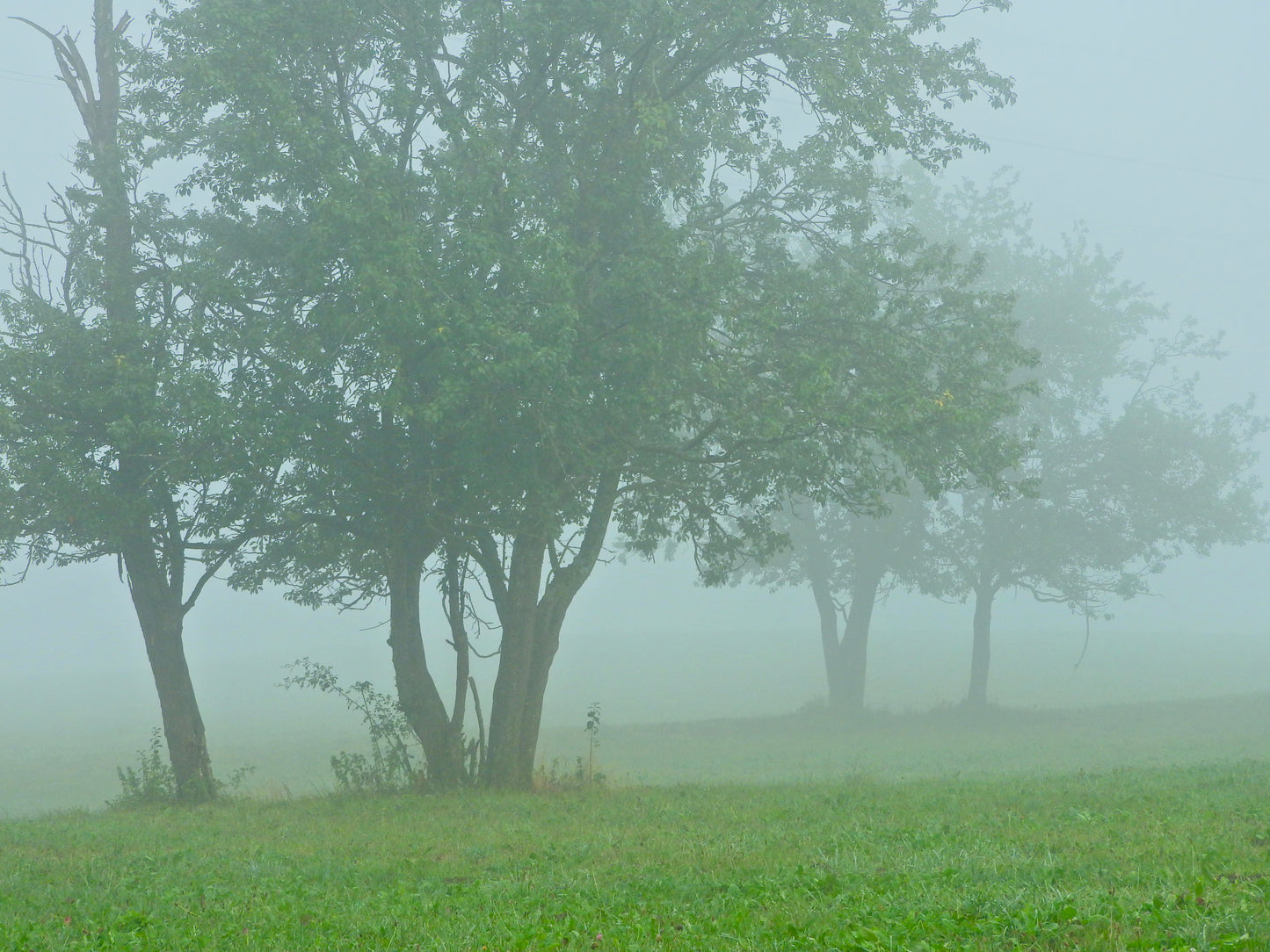 Arbres dans la brume 2