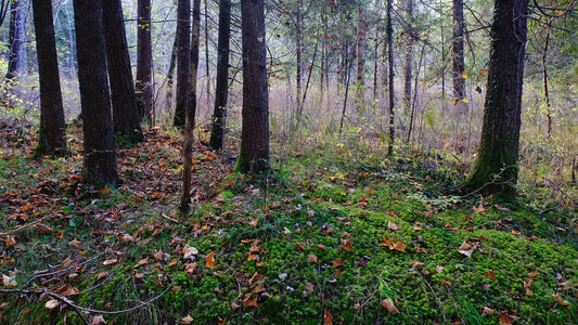 Dans les bois 1