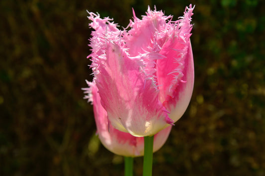 Macro de tulipe Perroquet