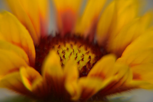 Macro de fleur 3