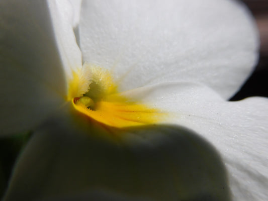 Macro de fleur 2